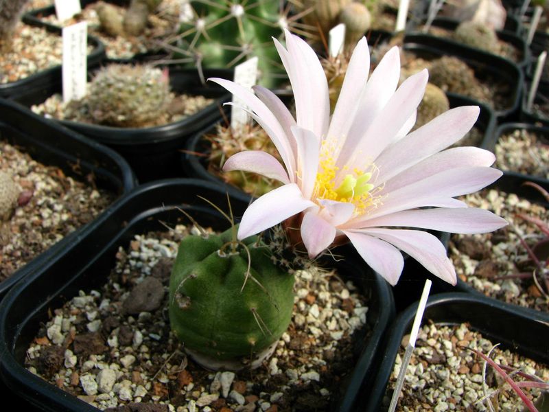 Файл:Echinocereus knippelianus 2.jpg