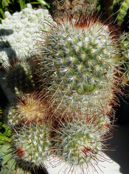 Файл:Mammillaria bombycina ssp. bombycina 53.JPG