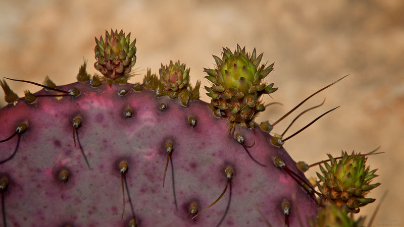 Файл:Opuntia macrocentra pp.jpg