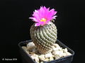 Pelecyphora strobiliformis 6.jpg