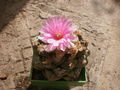 Ariocarpus fissuratus var. lloydii 3.jpg