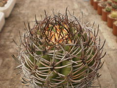 Eriosyce aurata.jpg