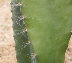 Weberocereus frohningiorum 01 ies.jpg