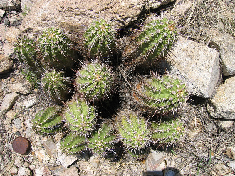 Файл:Echinocereus arizonicus 2h.jpg