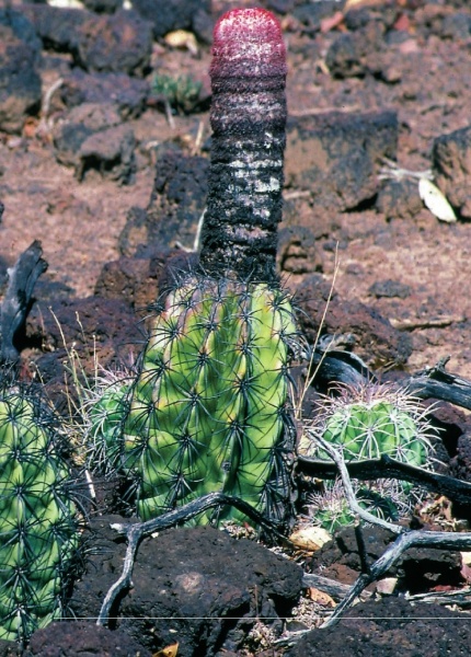 Файл:Melocactus deinacanthus 1.jpg
