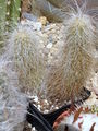 Echinocereus longisetus ssp. delaetii 2.JPG