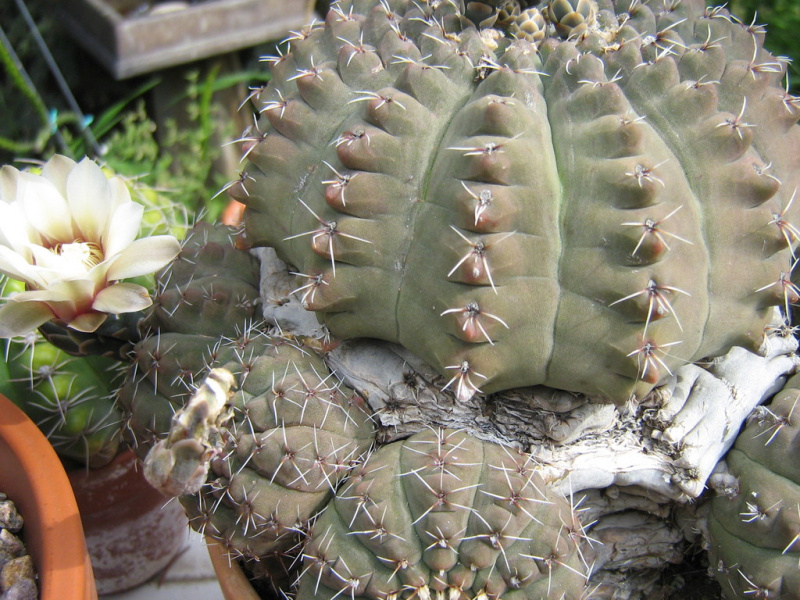 Файл:Gymnocalycium quehlianum.jpg