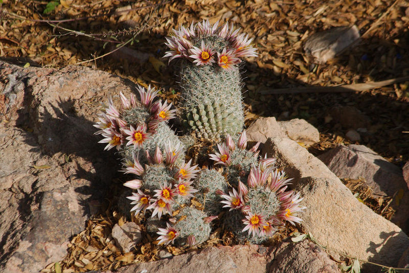 Файл:Mammillaria grahamii 05.jpg