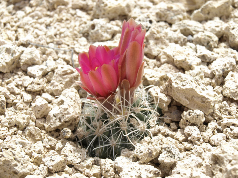 Файл:Sclerocactus nyensis 2h.jpg