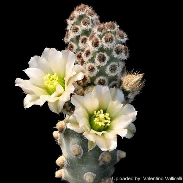 Файл:Tephrocactus molinensis 10777.jpg