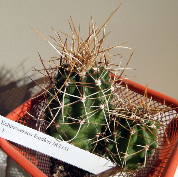 Файл:Echinocereus fendleri ssp. fendleri 2.JPG
