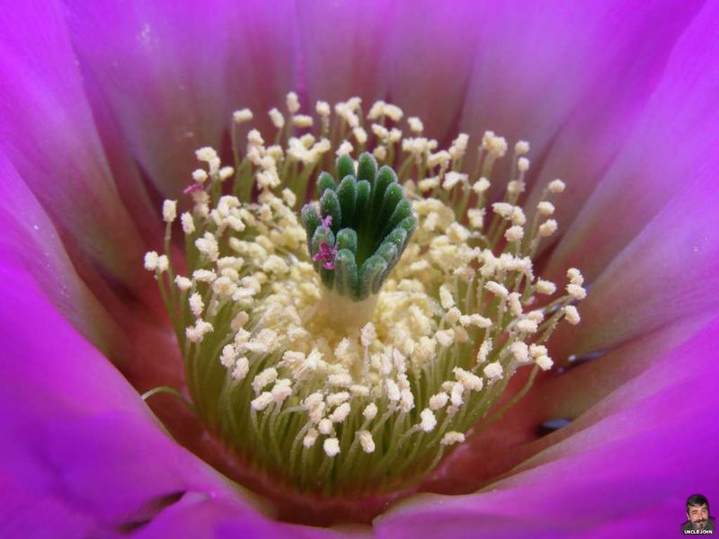 Файл:Echinocereus reichenbachii ssp. baileyi 3.jpg