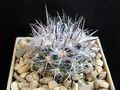 Eriosyce paucicostata ssp. floccosa 11.jpg