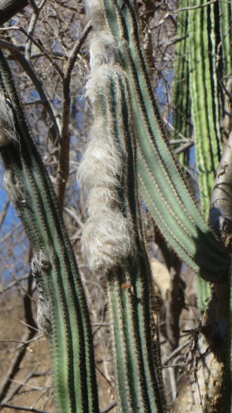 Файл:Pilosocereus alensis.jpeg