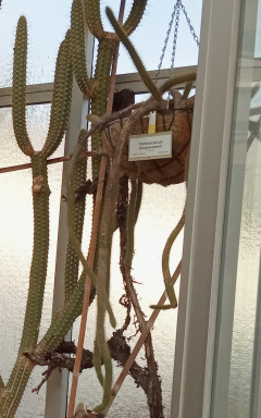 Cleistocactus longiserpens 37.jpg