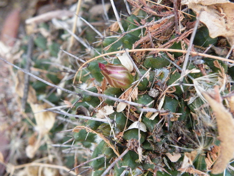 Файл:Mammillaria polyedra fl.jpg