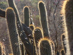 Echinopsis chiloensis ssp. litoralis.jpg