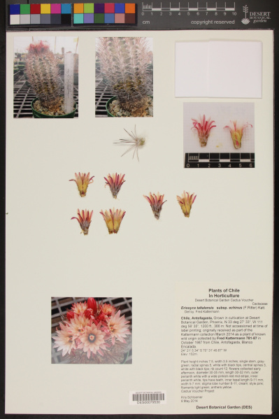 Файл:Eriosyce paucicostata ssp. echinus.jpg