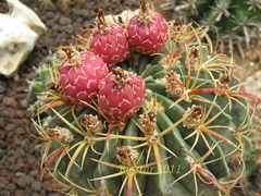 Ferocactus macrodiscus ssp. septentrionalis 2.jpg