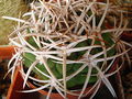 Gymnocalycium castellanosii ssp. ferocior Sch.jpg