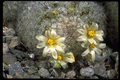 Mammillaria neopalmeri 116.jpeg