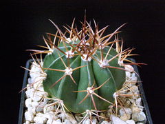 Melocactus oreas ssp. oreas.JPG