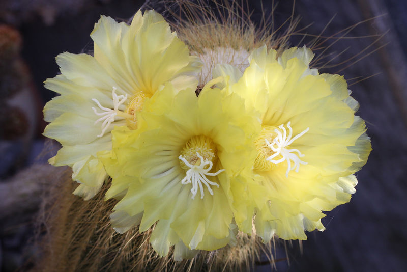 Файл:Parodia leninghausii 4.jpg