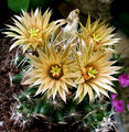 Escobaria missouriensis ssp. asperispina 02.jpg