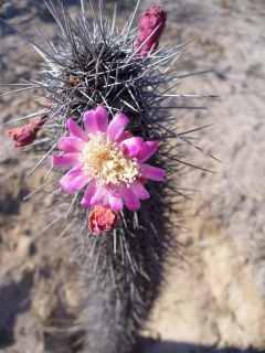 Stenocereus thurberi ssp. littoralis 1.jpeg