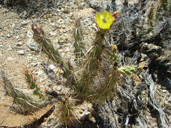 Corynopuntia kunzei 1h.jpg