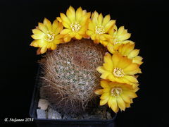 Rebutia glomeriseta.jpg
