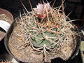 Gymnocalycium spegazzinii ssp. cardenasianum 1.jpg