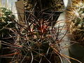 Echinocereus ferreirianus ssp. lindsayi 2.jpg