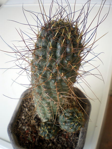 Файл:Echinopsis backebergii ssp. wrightiana.jpg