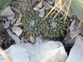 Mammillaria heyderi ssp. meiacantha 3.jpg