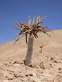 Browningia candelaris ssp. candelaris 3.JPG