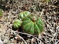 Parodia oxycostata ssp. gracilis 1.JPG