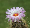 Thelocactus bicolor ssp. bolaensis 01.jpg