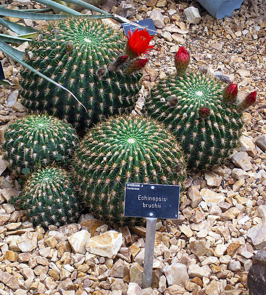 Файл:Echinopsis formosa ssp. bruchii 7.jpg