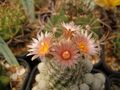Escobaria sneedii ssp. sneedii 21 .jpg