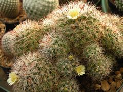 Mammillaria vetula ssp. vetula 177.jpg