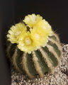 Parodia warasi 02.jpg