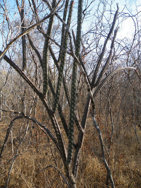 Файл:Stenocereus alamosensis 02.jpg