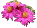 800px-Echinocereus pulchellus ssp. pulchellus var. amoenus.png