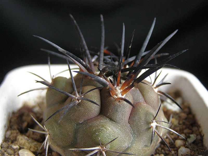 Файл:Copiapoa megarhiza ssp. echinata 1.jpg