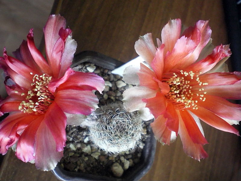 Файл:Echinopsis famatinensis 5.jpg