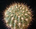 Echinopsis formosa bruchii 2.jpg