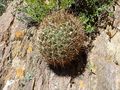 Echinopsis formosa ssp. kieslingii 1.JPG