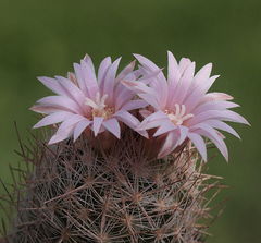 Escobaria chihuahuensis ssp. chihuahuensis 01.jpg
