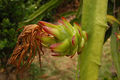 Hylocereus stenopterus 1.jpg